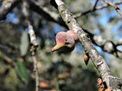 Heteroecus sanctaeclarae