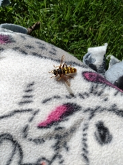 Milesia virginiensis