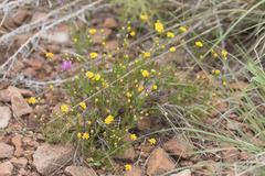 Thymophylla pentachaeta