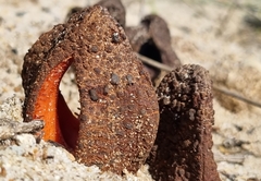 Hydnora africana