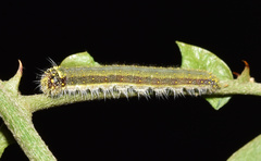 Belenois creona severina