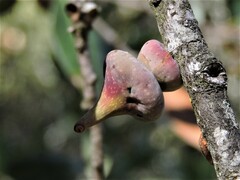 Heteroecus sanctaeclarae