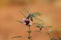 Sesamum triphyllum