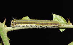 Belenois creona severina