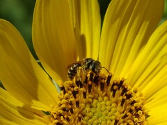 Halictus ligatus