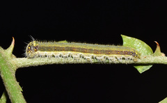 Belenois creona severina