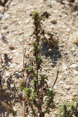 Amaranthus blitoides