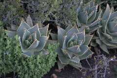 Aloe distans