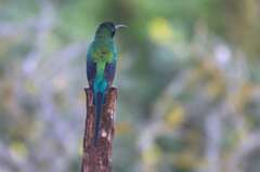 Nectarinia famosa famosa