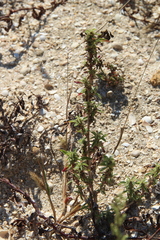 Amaranthus blitoides