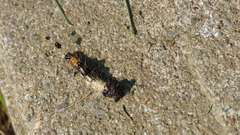 Harrisimemna trisignata