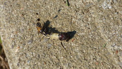 Harrisimemna trisignata