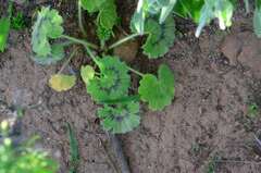 Pelargonium elongatum