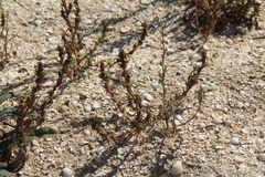 Amaranthus blitoides