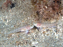 Vanneaugobius canariensis