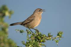 Cercotrichas coryphoeus