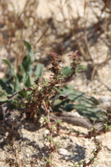 Amaranthus blitoides
