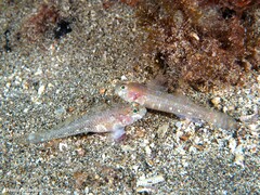 Vanneaugobius canariensis