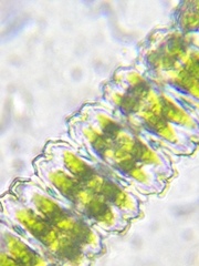 Desmidium grevillei