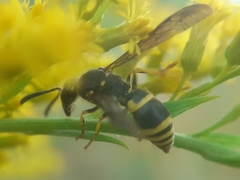 Ancistrocerus