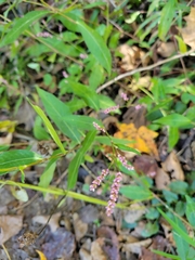 Persicaria longiseta