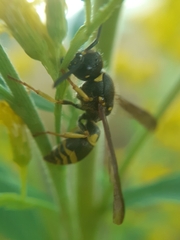 Ancistrocerus