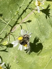 Melissodes druriellus