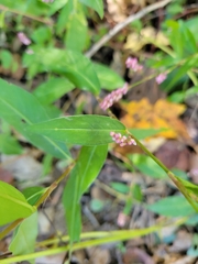 Persicaria longiseta