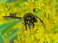 Ancistrocerus