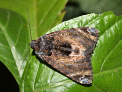 Catephia natalensis