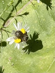 Melissodes druriellus