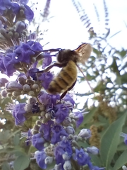 Bombus pensylvanicus