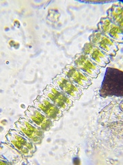 Desmidium grevillei