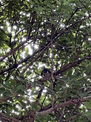 Accipiter