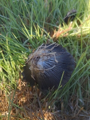 Coprinus calyptratus