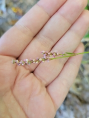 Persicaria longiseta