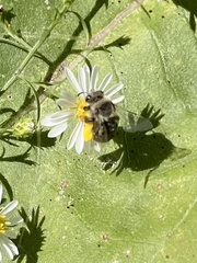 Melissodes druriellus