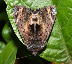 Catephia natalensis