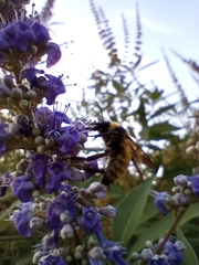 Bombus pensylvanicus