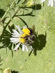 Melissodes druriellus