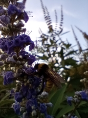 Bombus pensylvanicus