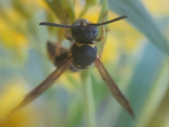 Ancistrocerus