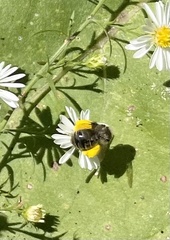 Melissodes druriellus