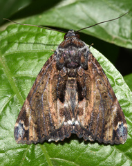 Catephia natalensis