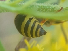 Ancistrocerus