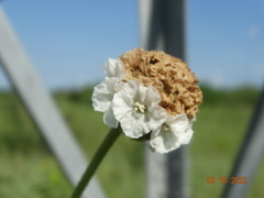 Varronia macrocephala