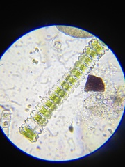 Desmidium grevillei