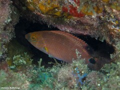 Symphodus mediterraneus