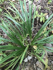 Carex folliculata