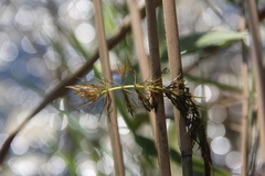 Ceratophyllum submersum